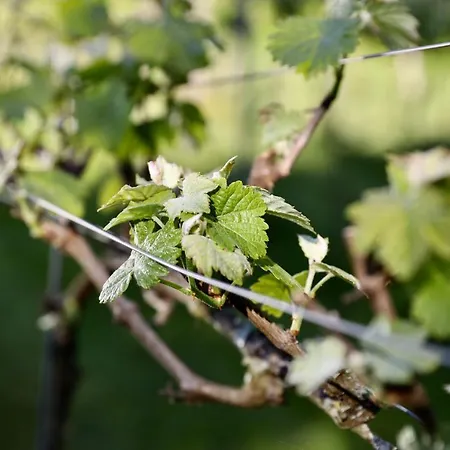 De Lochemse Berg Hotel Barchem
