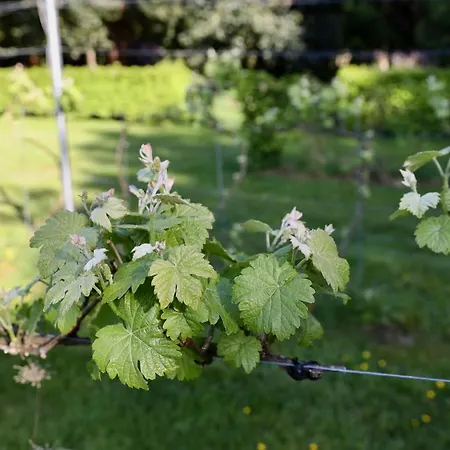 Hotel De Lochemse Berg Barchem