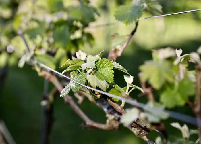 De Lochemse Berg מלון Barchem